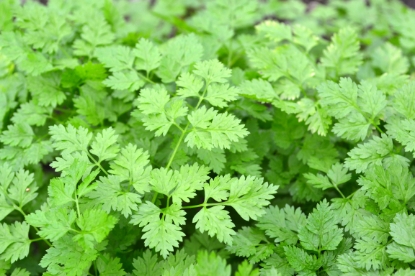 Picture of Chervil Plain