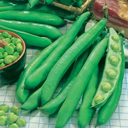 Picture of Broad Bean Giant Exhibition (Ewk)