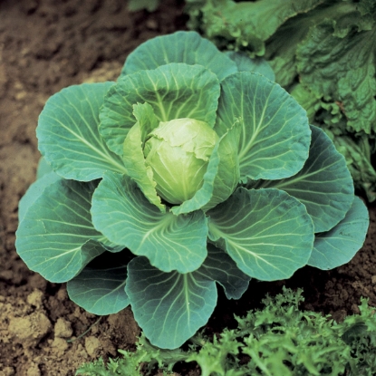 Picture of Cabbage Golden Acre