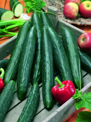 Picture of Cucumber Burpless Tasty Green F1