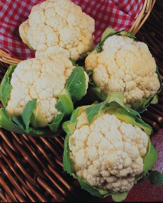 Picture of Cauliflower Igloo