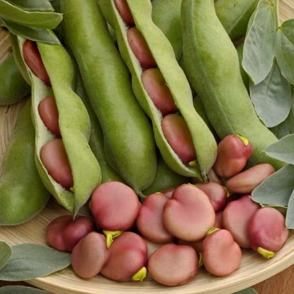 Picture of Broad Bean Karmazyn