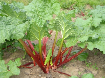 Picture of Rhubarb Crowns Timperley Early - November 2025 Delivery