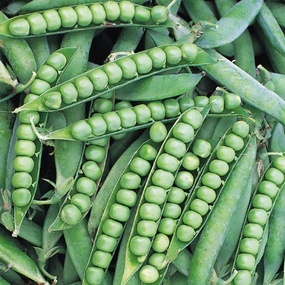 Picture of Pea Alderman