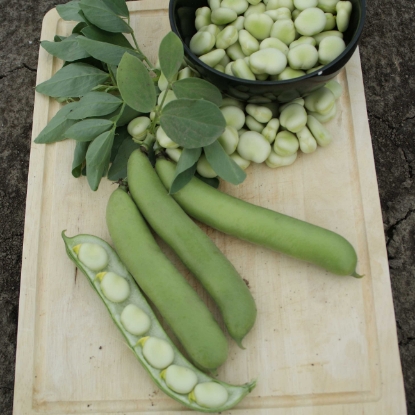 Picture of Broad Bean De Monica