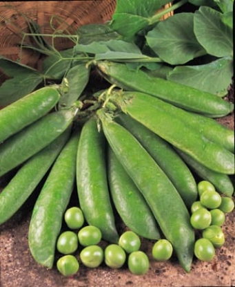 Picture of Pea Early Onward