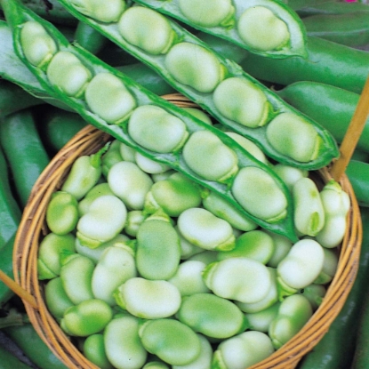Picture of Broad Bean Masterpiece Green
