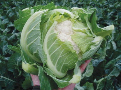 Picture of Cauliflower Kamis F1