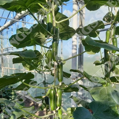 Picture of Cucumber Party Time F1