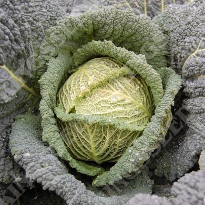 Picture of Savoy Cabbage Spinel F1