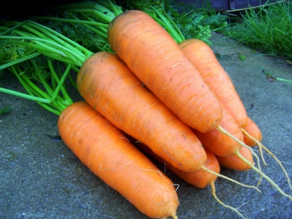 Picture of Carrot Katrin
