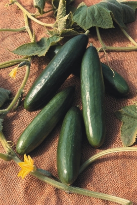 Picture of Cucumber La Diva
