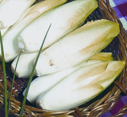 Picture of Chicory Brussels Witloof