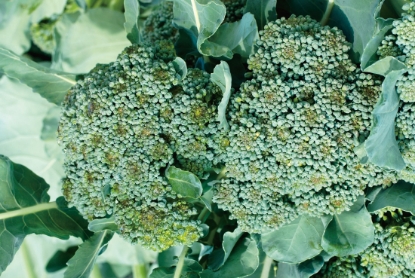 Picture of Calabrese (Broccoli) De Cicco