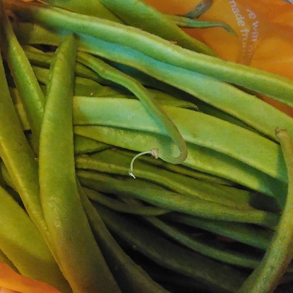Picture of Broad Bean Imperial Green Longpod