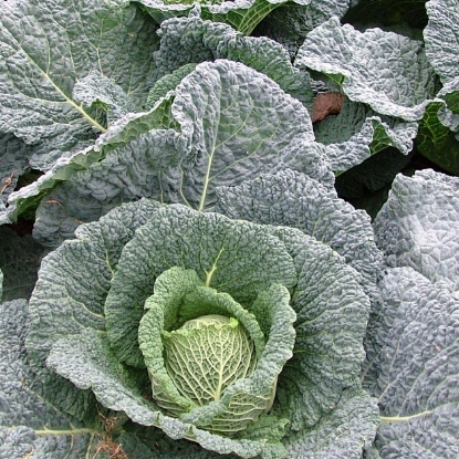 Picture of Cabbage Resolution F1
