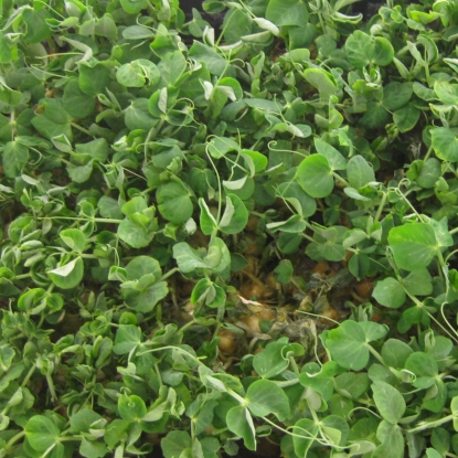 Picture of Pea Shoot Serge