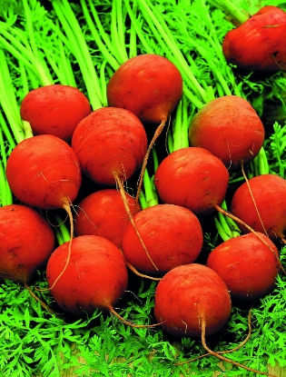 Picture of Carrot Paris Market