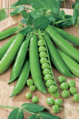 Picture of Pea Meteor