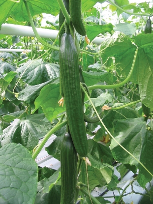 Picture of Cucumber Carmen F1