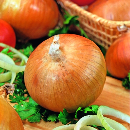 Picture of Onion Sets Senshyu Yellow - Delivery Late Aug/Early Sept