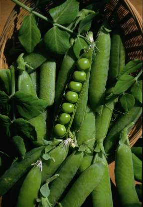 Picture of Pea Onward