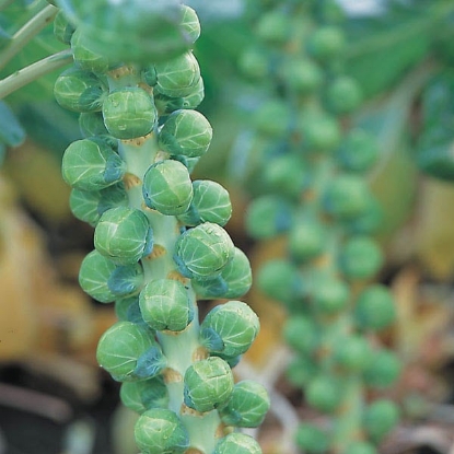 Picture of Brussels Sprout Maximus F1