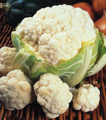 Picture of Cauliflower Candid Charm F1