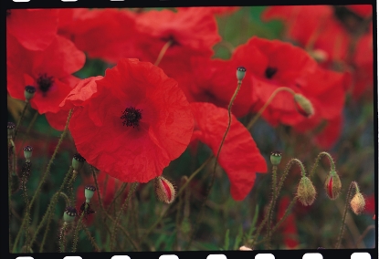 Picture of Poppy, Field