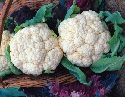 Picture of Cauliflower Snowball