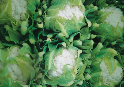 Picture of Cauliflower Cendis F1