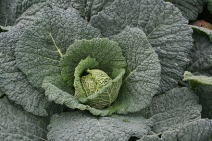 Picture of Savoy Cabbage Endeavour F1