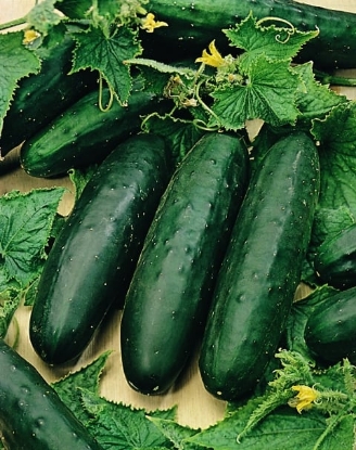 Picture of Cucumber Marketmore 76