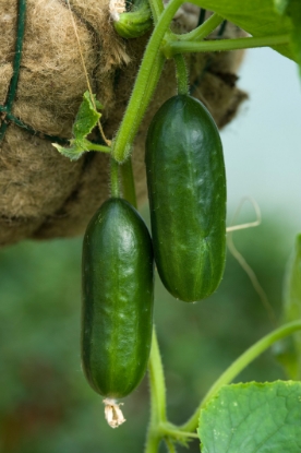 Picture of Cucumber Mini Munch F1