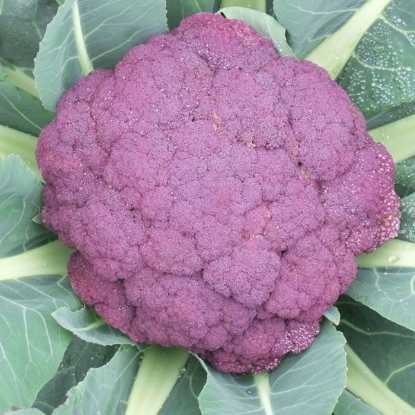 Picture of Cauliflower Graffiti F1