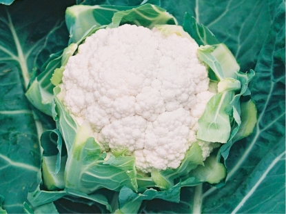 Picture of Cauliflower Barcelona F1