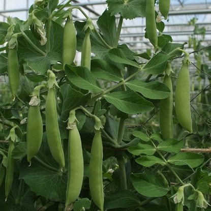 Picture of Snap Pea Nairobi