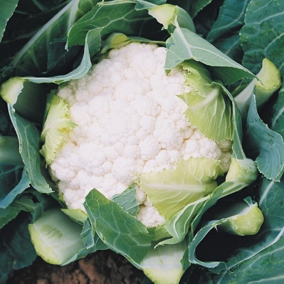 Picture of Cauliflower Boris F1