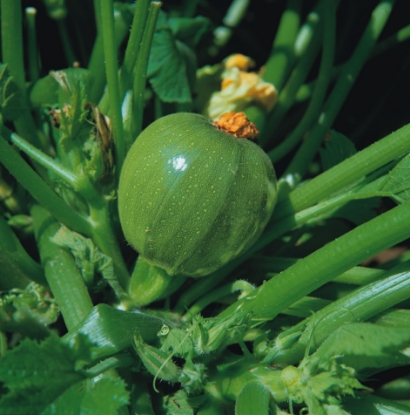 Picture of Courgette Tondo Chiaro Di Nizza