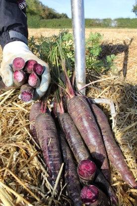 Picture of Carrot Purple Sun F1