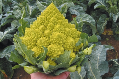 Picture of Cauliflower Navona F1