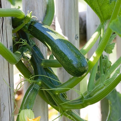 Picture of Courgette Black Forest F1
