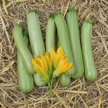 Picture of Courgette Alfresco F1