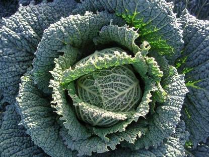 Picture of Cabbage Endurance F1