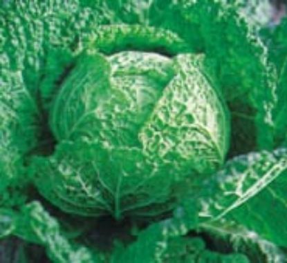 Picture of Savoy Cabbage Vertus