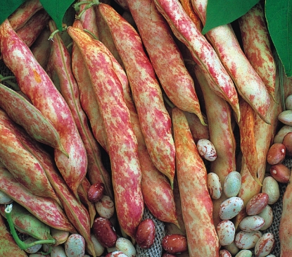 Picture of Organic French Bean Barlotto Lingua Di Fuoco