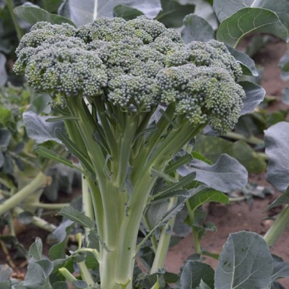 Picture of Calabrese (Broccoli) Stemia F1