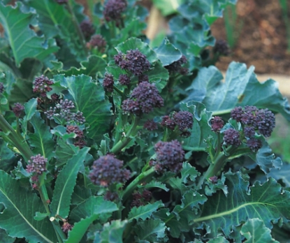 Picture of Broccoli Purple Sprouting Early