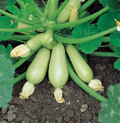 Picture of Courgette Clarion F1