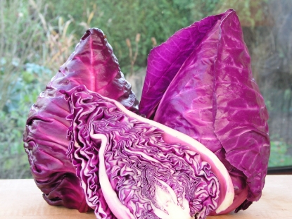 Picture of Cabbage Kalibos Red